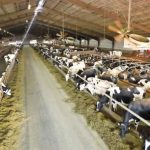 Preço do leite ligado ao custo de produção blinda fazenda inglesa leite