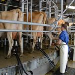Leite a R$ 2,87 por litro: quanto sobra ao produtor depois dos custos? A alta do preço parecia a boa notícia do momento, mas o outro lado da conta exige atenção. 🐄