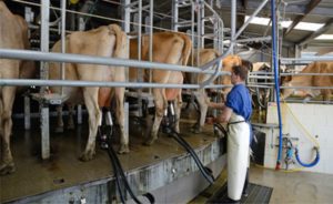 A alta do preço parecia a boa notícia do momento, mas o outro lado da conta exige atenção. 🐄