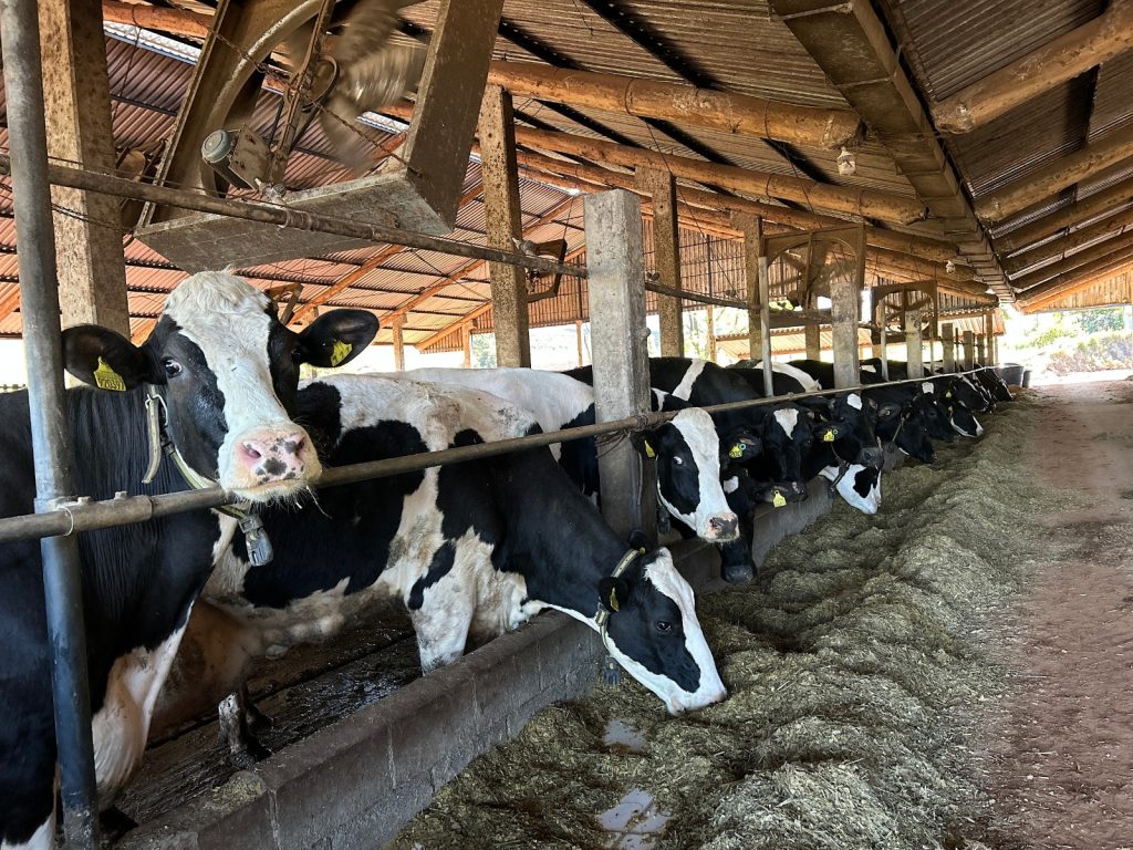 Quatro gerações no comando: Granja Brancher produz 3.800 litros de leite por dia 0dc093027b2f2fb744adf8b7ef3f974ffe326c0b