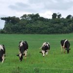 🌱 O campo gaúcho está produzindo sob uma nova lógica, na qual decisões aparentemente simples podem ganhar peso na permanência da atividade.