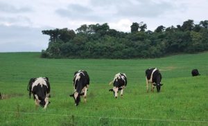 🌱 O campo gaúcho está produzindo sob uma nova lógica, na qual decisões aparentemente simples podem ganhar peso na permanência da atividade.