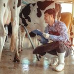 Crédito barato do governo de SP impulsiona produtores de leite e carne Crédito barato do governo de SP impulsiona produtores de leite e carne