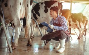 Crédito barato do governo de SP impulsiona produtores de leite e carne