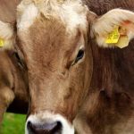 Fazendeiro agenda ordenha pelo celular e 1.300 vacas vão sozinhas ao galpão celular