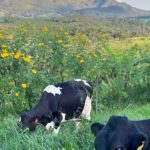 Agrofloresta muda a conta do leite e ganha espaço em Minas Gerais 🌳 Árvores, animais e diferentes culturas passaram a dividir o mesmo espaço, com resultados que despertaram o interesse da pesquisa.