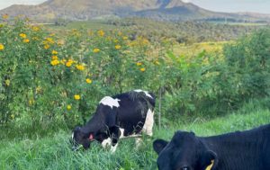 🌳 Árvores, animais e diferentes culturas passaram a dividir o mesmo espaço, com resultados que despertaram o interesse da pesquisa.