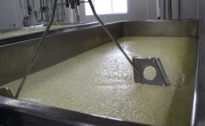 Coalhada de queijo boiando no soro durante a produção (imagem ilustrativa) Foto: U.S. Department of Agriculture / Wikimedia Commons (CC BY 2.0)