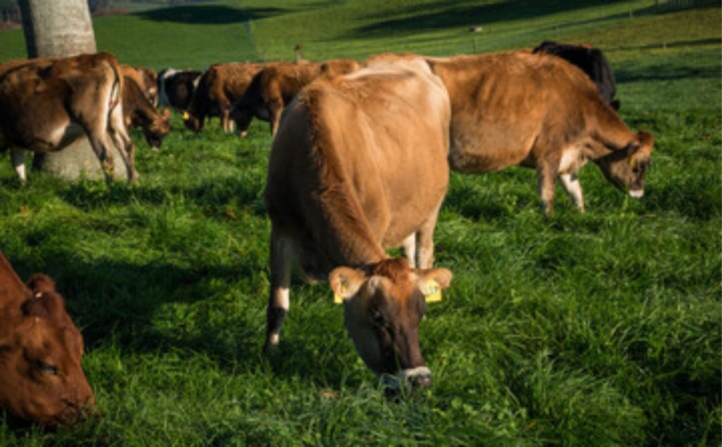 Murray permanecerá na Fonterra até o fim do ano civil, para apoiar uma transição tranquila.