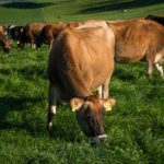 CFO da Fonterra deixa o cargo Murray permanecerá na Fonterra até o fim do ano civil, para apoiar uma transição tranquila.