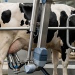 Ordenha robotizada pode elevar retorno financeiro das fazendas em 13% Dependendo do modelo, sensores também registram parâmetros que auxiliam no monitoramento da qualidade do leite e na identificação de alterações que merecem avaliação sanitária.
