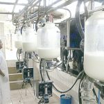 Minas supera 10 bilhões de litros de leite e mantém liderança nacional Minas Gerais respondeu por 21% do VBP de produtos da pecuária e aquicultura no Brasil em 2025 | Foto: Divulgação Embrapa
