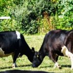 Produção de leite exige rotina, investimento e atenção constante no campo Atualmente, a produção chega a aproximadamente 3 mil litros de leite por dia, mas a meta é ampliar o volume para cerca de 5 mil litros diários.