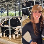O 'Tinder bovino' que cruza 70 indicadores para formar vacas de elite vaca