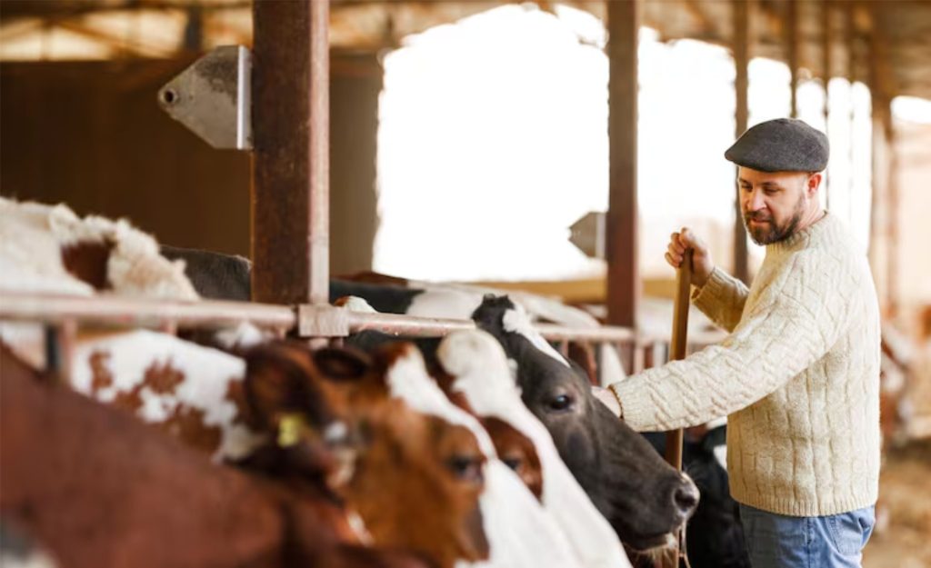 A personalidade das vacas leiteiras pode influenciar a produção de leite. (Getty Images)