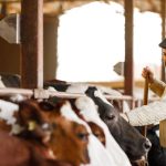 Estudos relacionam a personalidade das vacas leiteiras à produção de leite A personalidade das vacas leiteiras pode influenciar a produção de leite. (Getty Images)