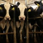 O que o leite pode revelar sobre o estresse térmico em vacas leiteiras O que o leite pode revelar sobre o estresse térmico em vacas leiteiras