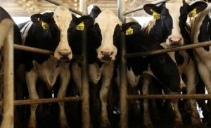 O que o leite pode revelar sobre o estresse térmico em vacas leiteiras