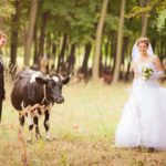 Produtora de leite surpreende ao chegar ao próprio casamento montada em sua vaca favorita vaca casamento