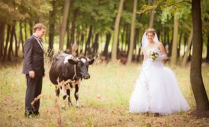 vaca casamento