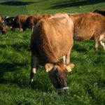 Entre 2024 e 2025, produção baiana de leite tem maior queda do país a Bahia caiu da 8ª para a 9ª posição entre os produtores de leite no país.