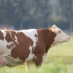 Vacas alemãs revelam DNA surpreendente no leite e intrigam pesquisadores vaca