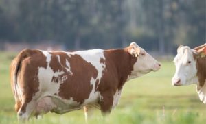 vaca