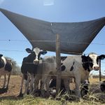 Produção de leite em Pernambuco sofre impactos do fenômeno El Niño Fazenda leiteira em São Bento do Una, no Agreste de Pernambuco - Flávio Lima/TV Jornal Interio