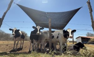 Fazenda leiteira em São Bento do Una, no Agreste de Pernambuco - Flávio Lima/TV Jornal Interio