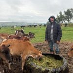 “Vaca não dá leite”: pequeno pecuarista conta os desafios da atividade (Foto: Portal da Cidade Paranavaí )