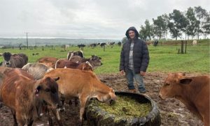 “Vaca não dá leite”: pequeno pecuarista conta os desafios da atividade (Foto: Portal da Cidade Paranavaí )