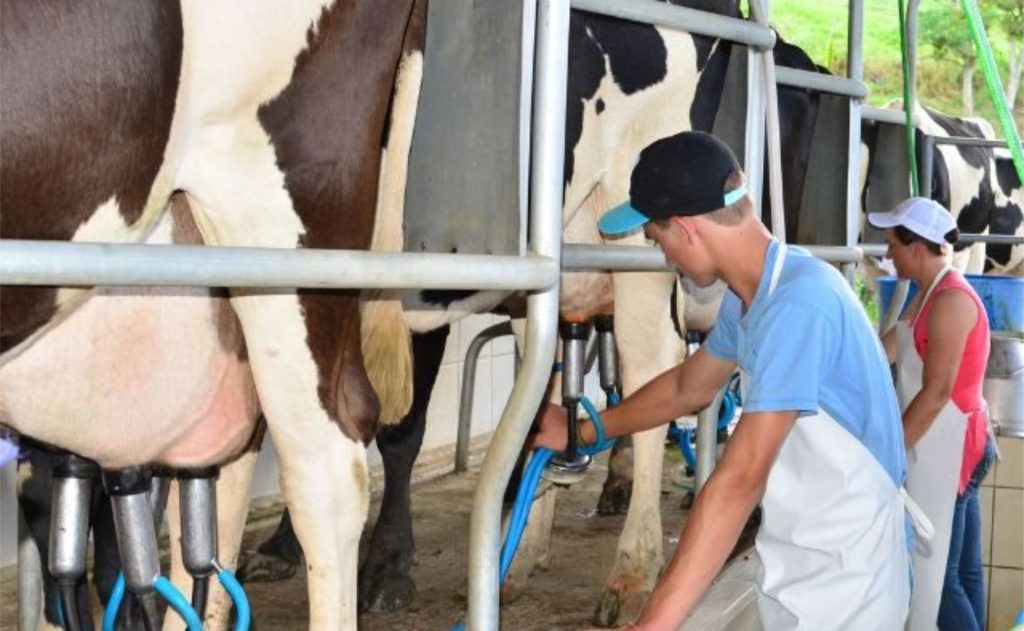 Produção média de leite em Santa Catarina chegou a 17,21 litros por vaca ao dia em 2025 Créditos: Divulgação/Epagri