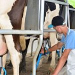 Produtividade de leite em SC cresce 58,2% em dez anos Produção média de leite em Santa Catarina chegou a 17,21 litros por vaca ao dia em 2025 Créditos: Divulgação/Epagri