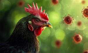Um aviso de mortalidade em pequena criação virou caso oficial de gripe aviária, e o cerco agora alcança dezenas de propriedades 🐔