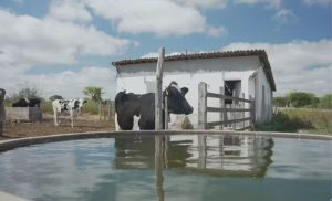 Em Pernambuco, falta de chuva causa prejuízo na bacia leiteira do Agreste — Foto: Jornal Nacional/ Reprodução