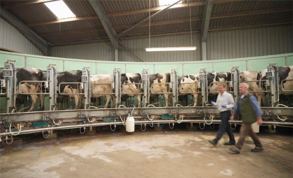 Dairy