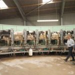 Dairy UK rebate acusações contra “megafazendas” de leite e diz que rebanhos maiores não são o problema Dairy
