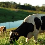Produtividade em alta, preço em queda: SC tem a vaca mais produtiva do Sul, mas o produtor ganha menos desde agosto preco