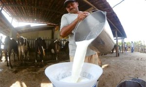 Com um crescimento de 11,6%, a produção de leite no RN movimentou mais de R$ 1,1 bilhão, destacando sua importância econômica | BNews RN - Divulgação Reprodução: Internet