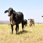 Comportamento do gado Girolando deve orientar estrutura da fazenda rebanho