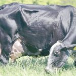 Importações e insumos mais caros desafiam produtor de leite em Minas Gerais Após oito altas, Conseleite MG aponta recuo de 1,8% no valor de referência para leite a ser pago agora em outubro | Foto: Divulgação Girolando